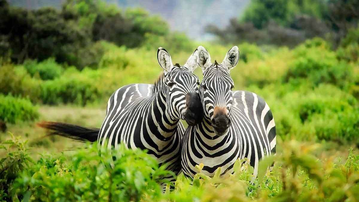 East Africa Wildlife Safaris