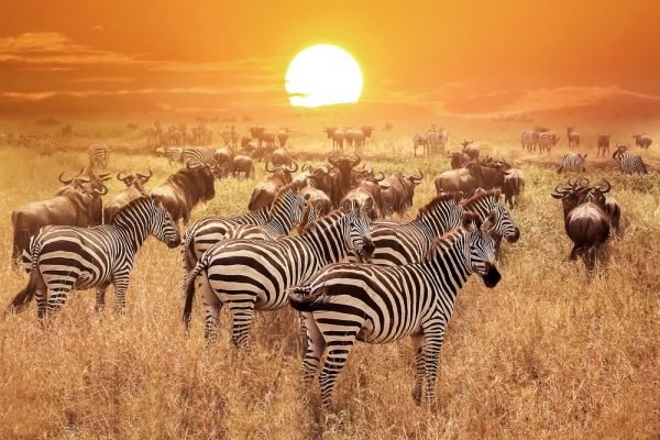 4 night safari tanzania
