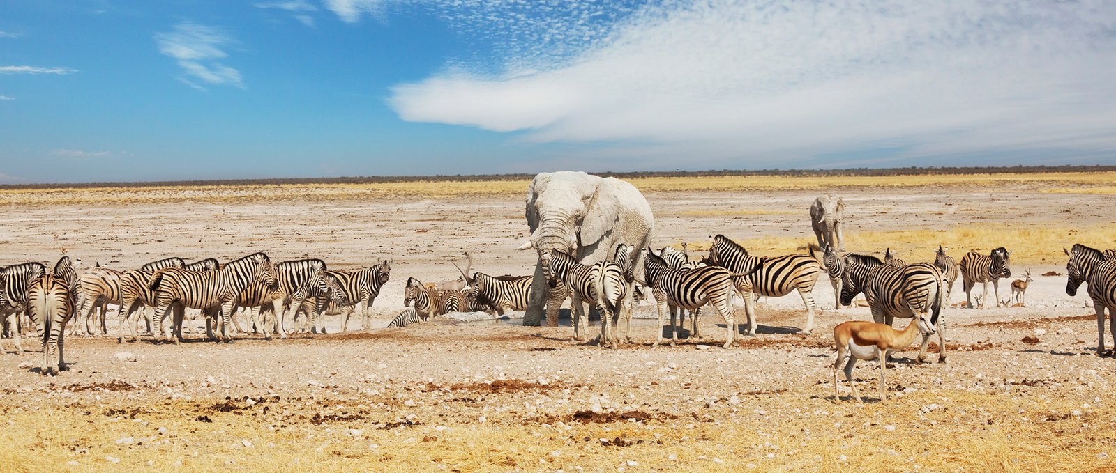 Kenya safari tours