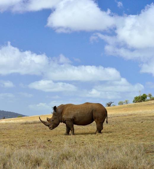 South Africa Safaris