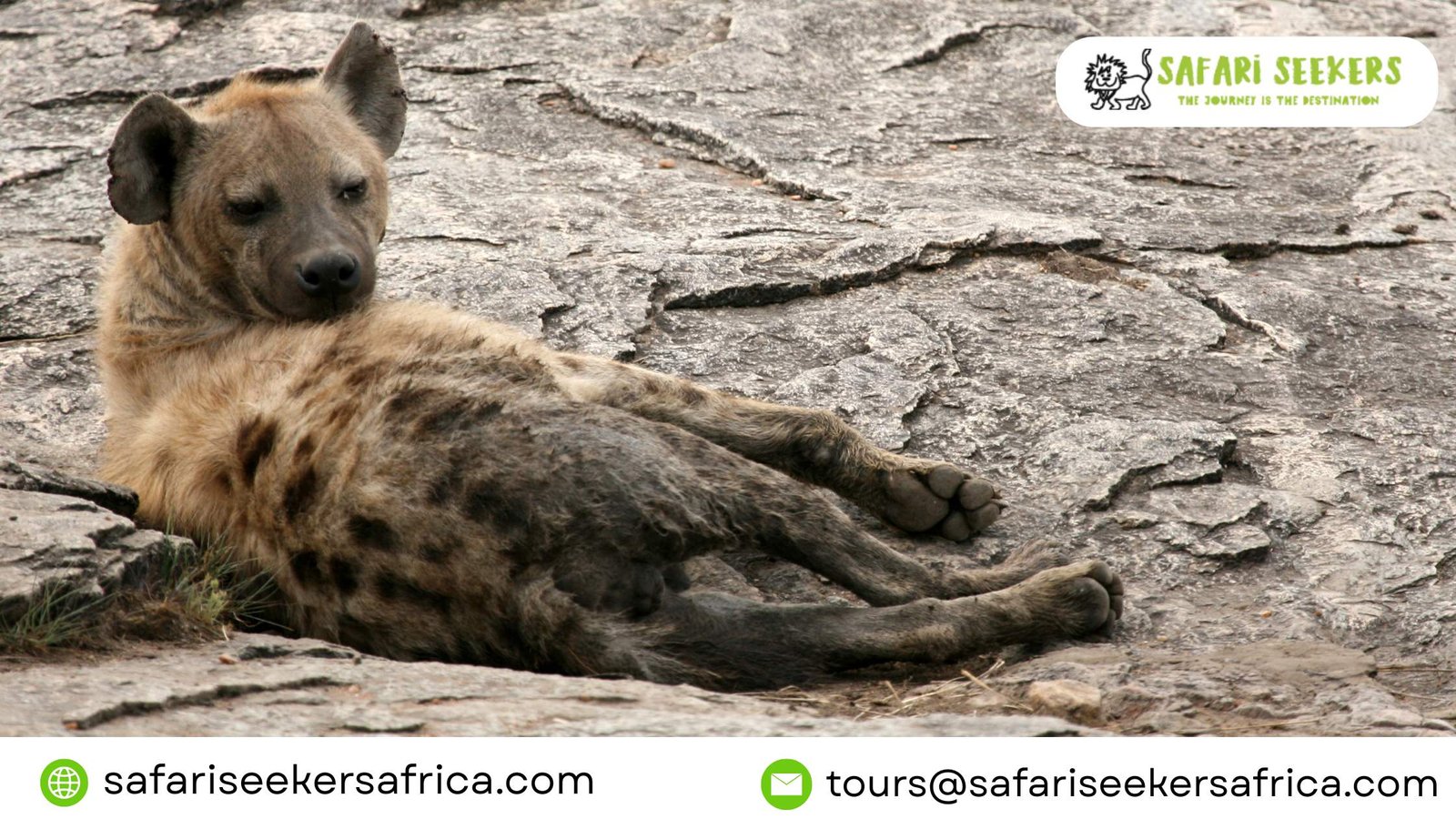 Wildlife Safaris