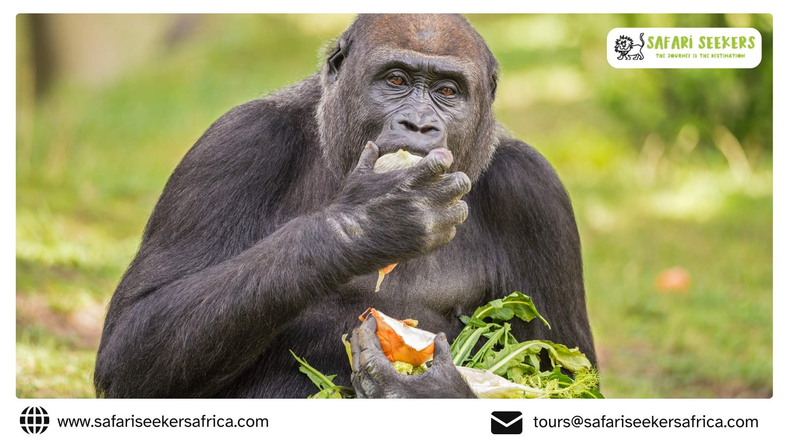 African Safari Tours Kenya