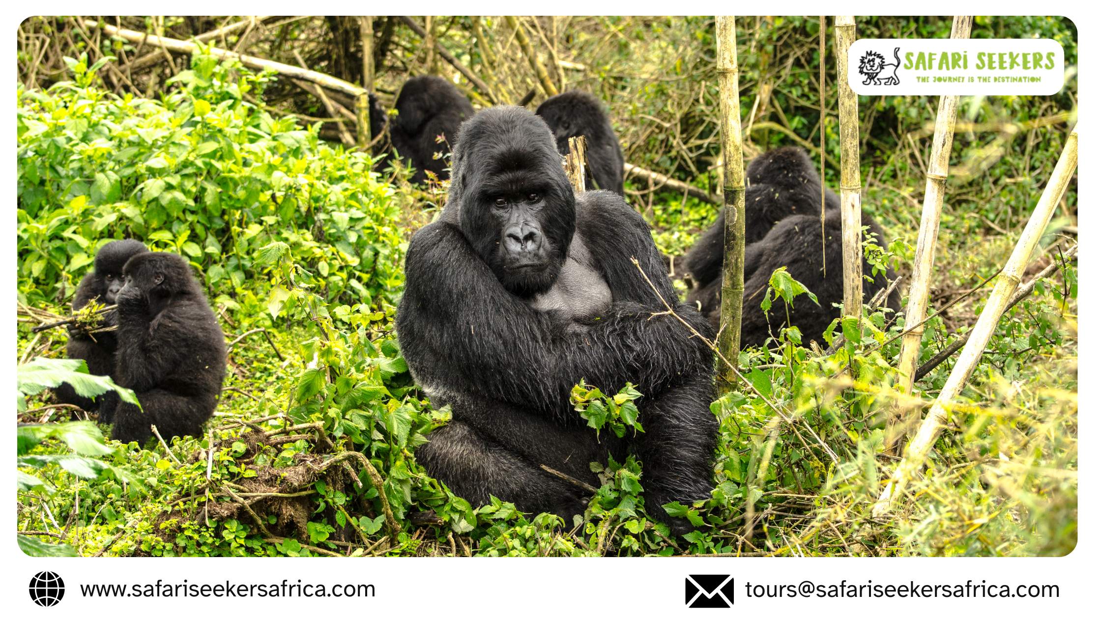 Mountain Gorillas