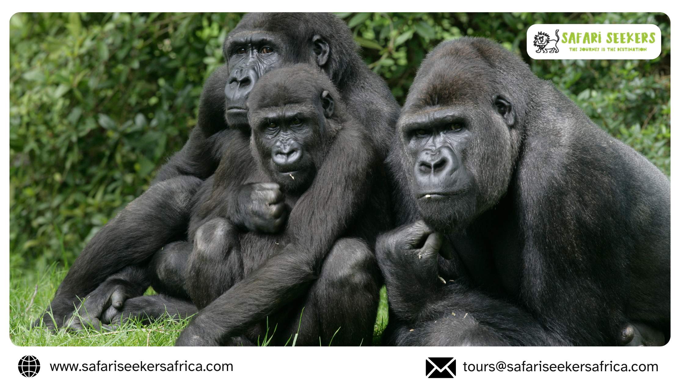 Gorilla Trekking