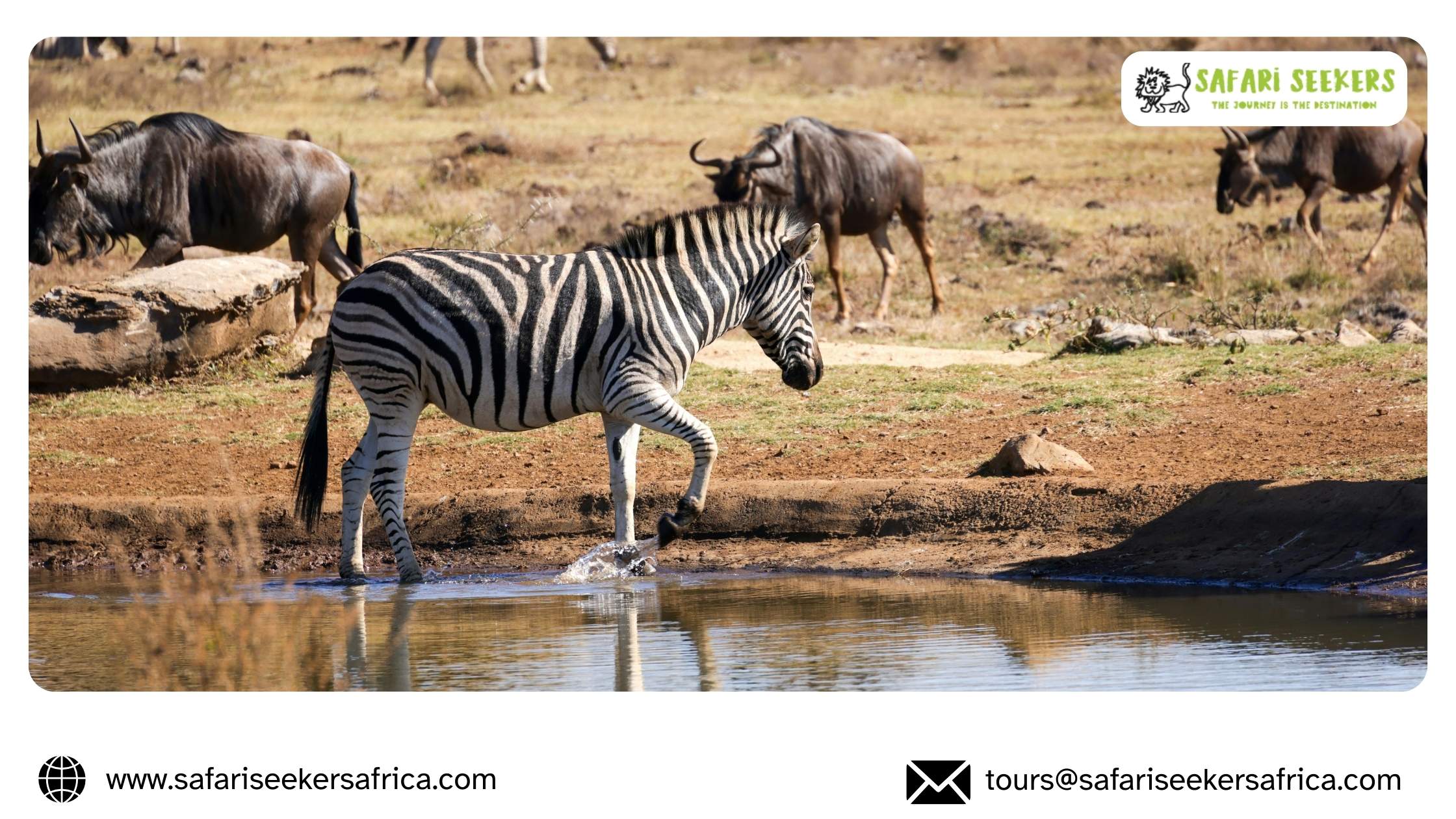 African Wildlife Safaris