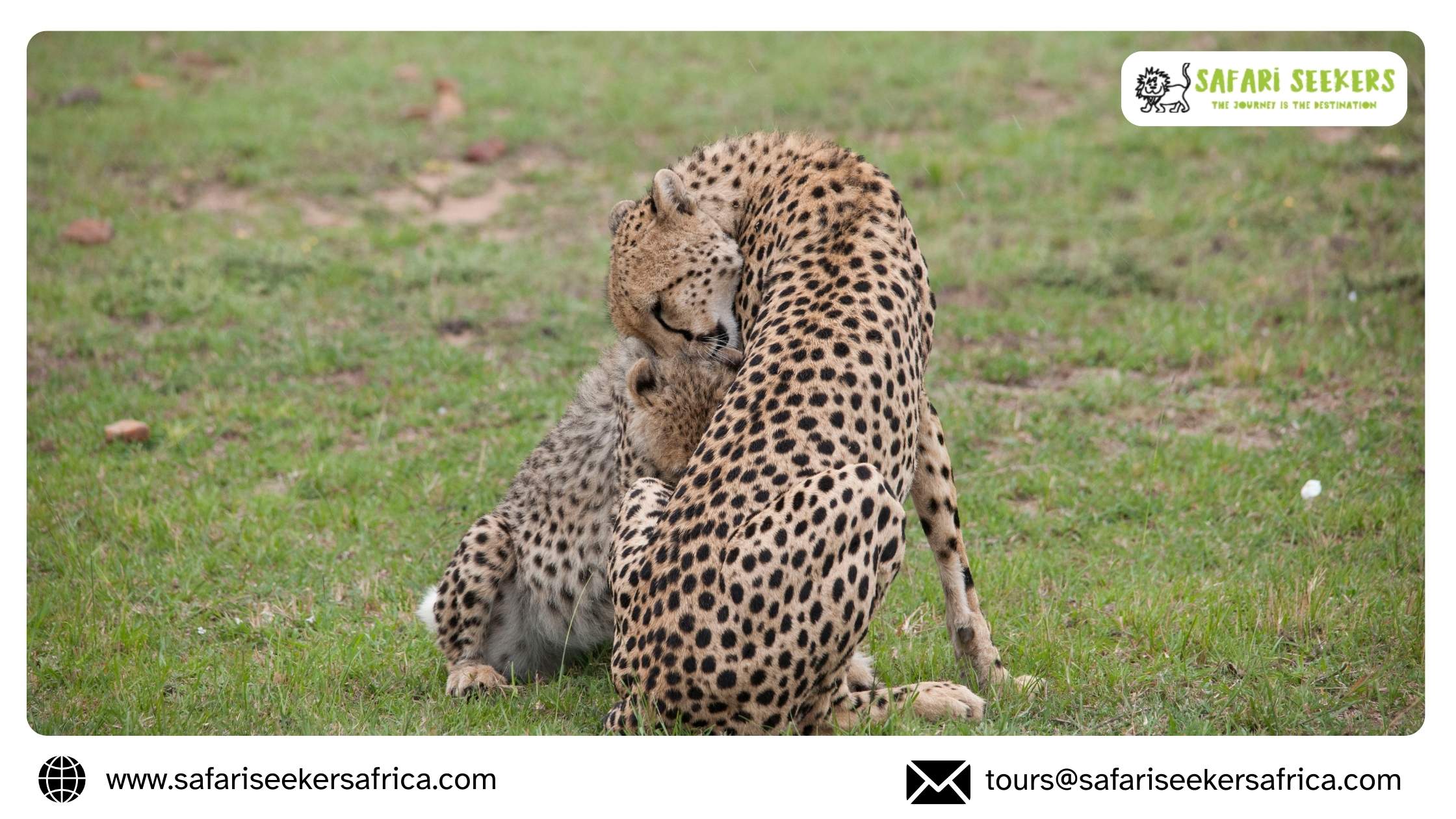 African Wildlife Safaris